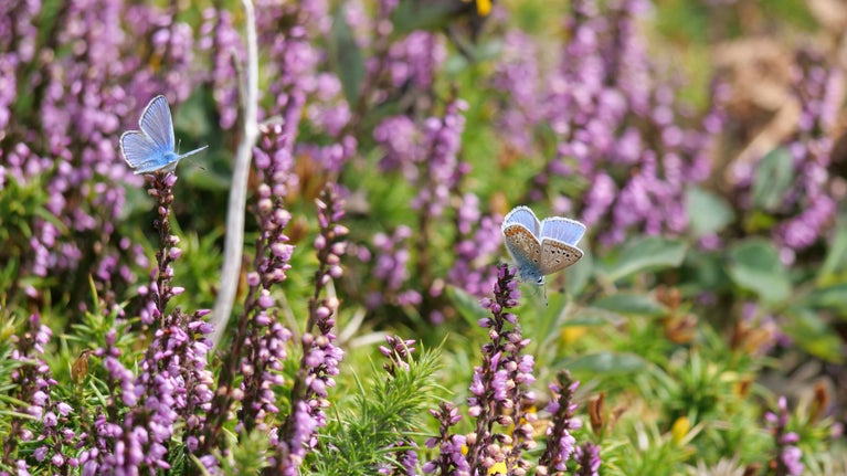 Common Blue butterfly enjoying the heather
